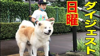 日曜ダイジェスト・秋田犬そうすけ・シェパードマック・孫達の一週間【VLOG】