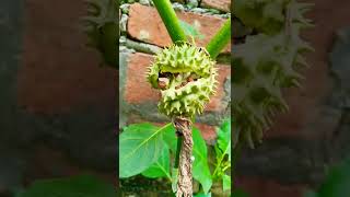 Datura , jai short video , #shorts