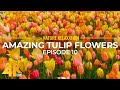 Amazing Colorful Flowers in 4K UHD - Spring Beauty of Skagit Valley Tulip Festival - Episode 10