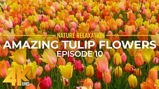 Amazing Colorful Flowers in 4K UHD - Spring Beauty of Skagit Valley Tulip Festival - Episode 10