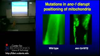 Fluorescence and Uses for Studying Model Organisms