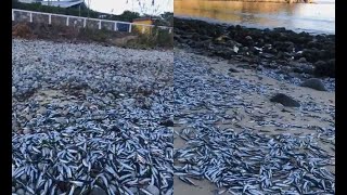 Bangkai memenuhi kawasan pantai, punca ribuan ikan naik ke darat terus jadi misteri