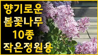 아담한 작은 정원에 꼭 필요한 봄꽃 나무 강추 10종 / 코끝 맴도는 향기까지 추가 / 키우기 쉬운 나무 / 관리가 편한 나무 / 강추 10종 봄꽃나무