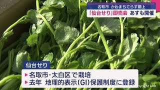 宮城・名取市特産「仙台せり」の即売会　かわまちてらす閖上