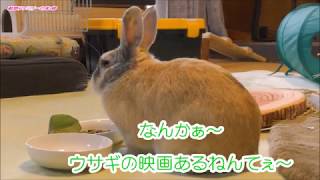 うさぎ部屋で過ごす。Spend in a rabbit room【動物ファミリーの家】