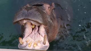 Feeding Hippos | Pairi Daiza Belgium