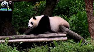 20170506 保育員彪哥喊圓仔回家囉The Giant Panda Yuan Zai