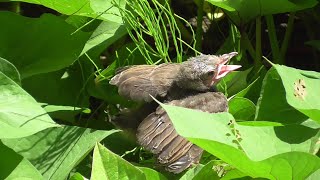 そこらへんで野鳥  ヒヨドリ巣立ち？雛