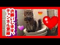 猫トイレ　猫が人間用トイレでおしっこ　マロ