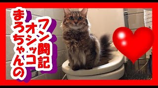 猫トイレ　猫が人間用トイレでおしっこ　マロ