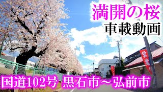 満開の桜【車載動画　青森県黒石市～弘前市】桜が綺麗な国道102号を抜けてサクラのまち弘前へ