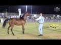 N 112 TALEN AL AMER   Iksal Arabian Horse Show   Yearling Fillys 2023 C Class 10