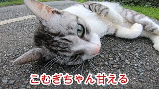 公園猫さんの日常　こむぎちゃん猫猫ですよ。忘れたの？