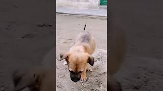 😓🐕চলতে পারছে না ছোট্ট দুধের শিশুকে দেখুন এরা কষ্টের কথা বলতে পারে না😓🐕#shorts#dog#pet#lovers