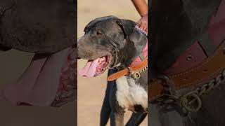 புல்லி குட்டா வாங்குவதற்கு இனவழி ரொம்ப முக்கியம் Bully Kutta puppies Tamil