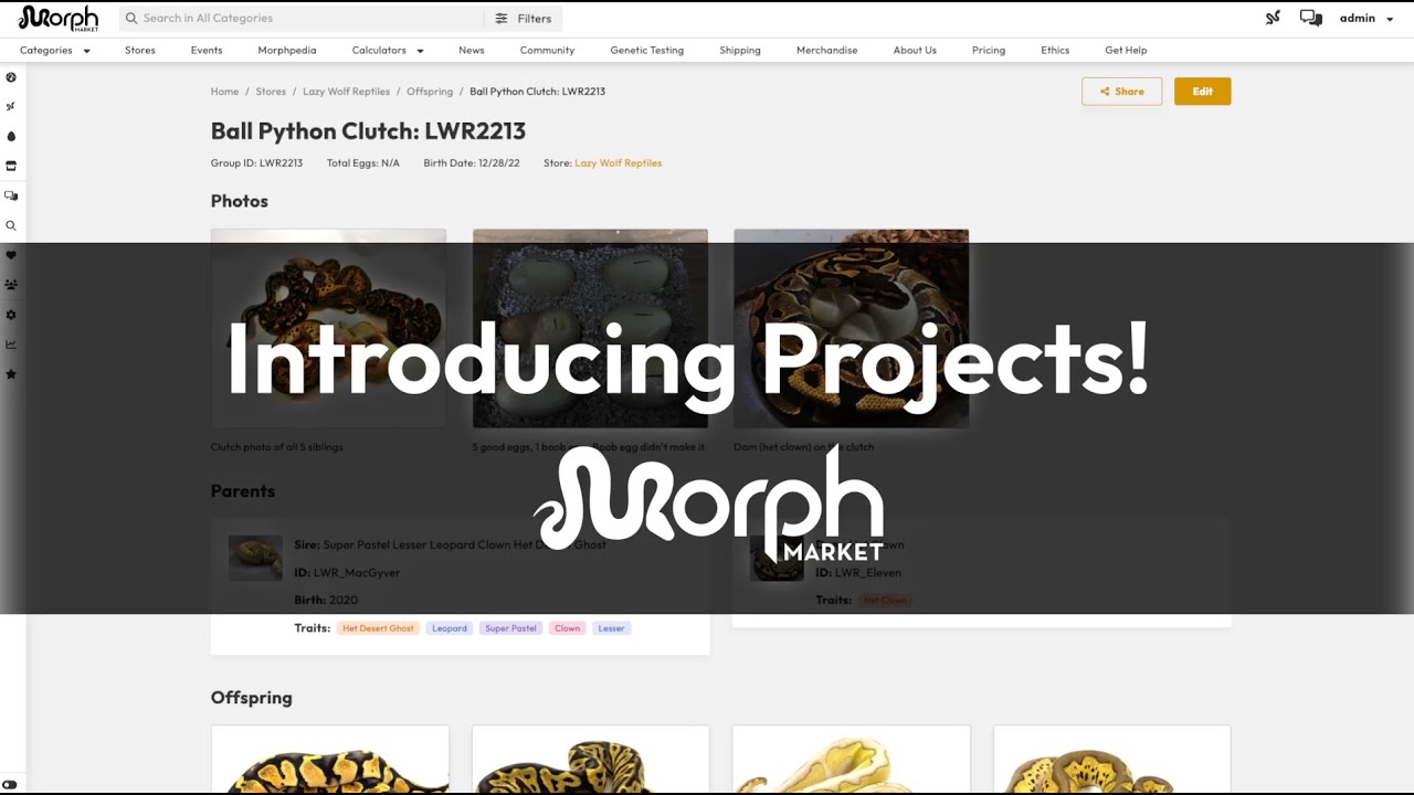 Introducing Morphmarket Projects Youtube