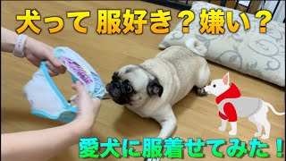 【日常】パグ犬に服を着せてみた。犬にも服の好みはあるのか…？ #08