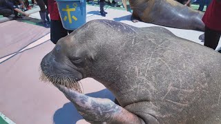 セイウチお食事タイム　伊勢シーパラダイス　24.07.29