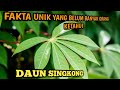 banyak manfaat daun singkong yang belum banyak di ketahui Cassava