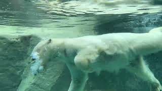 ホッキョクグマのもぐもぐタイム　旭山動物園 / Polar Bear in Asahiyama Zoo.