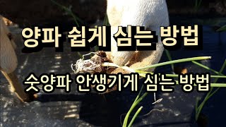 [24-154]양파 쉽게 심는 방법, 숫양파 안생기려면 이렇게 하세요