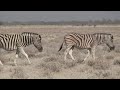 zebras in etosha