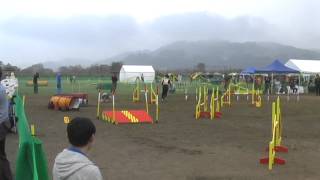 20131012東北ブロックアジリティー競技会ＪＰ２