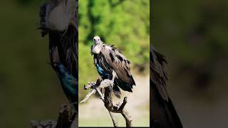 VULTURE with small bird INCREDIBLE MOMENTS VIDEO | जटायु पक्षी !