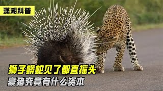 狮子蟒蛇见了都直摇头，豪猪究竟有什么资本？难道没有天敌吗？