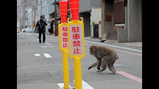 京都市中心部にサル出没（2024年1月3日　京都市中京区）　Monkeys appear in central Kyoto