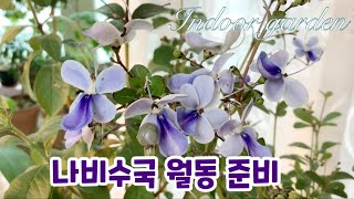 나비수국 가지치기/분갈이/진딧물 박멸