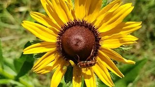 How to collect  Black Eyed Susan seeds