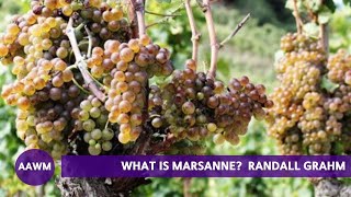 Marsanne: Randall Grahm describes White Wine Grape