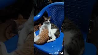 அழகான பூனைக்குட்டியின் அழகன சிரிப்பு#shortvideo # cute kitten # funny kitten # cat