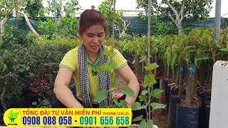 Cách trồng nho trong chậu xốp - CÁCH TRỒNG NHO DÂY LEO