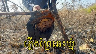 ឆេះ​ខ្លោច​អស់​ឃ្មុំ​មួយ​សំបុក | ម្លូព្រៃមួយ ស្រុកឆែប ខេត្តព្រះវិហារ | Manon Adventure