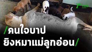 สลด! หมาแม่ลูกอ่อนโดนยิงนอนให้นมลูก7 ตัว | 07-04-64 | ข่าวเช้าหัวเขียว