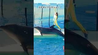 ニコ・リン・ルイ🐬ニコHigh jump‼️#shorts #新江ノ島水族館イルカショー #えのすいイルカショー #新江ノ島水族館 #dolphin #aquarium #enoshima