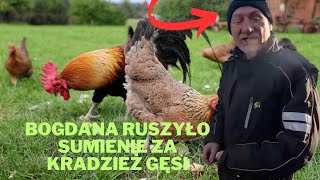 Bogdana ruszyło sumienie za kradzież gęsi!