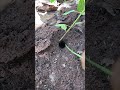 2000 black ants attack massive cricket in deep hole is so cool