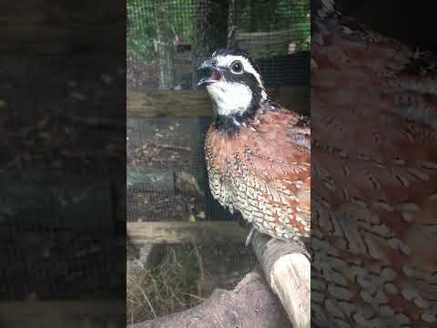 What quail is white?
