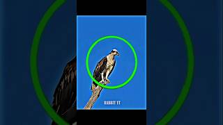 Osprey Hunting style King of fish kidnapper#animals#trending#wildlife#birds#shorts