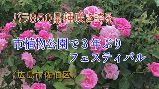 広島市植物公園でローズフェスティバル始まる　３年ぶり