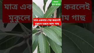 আম গাছে মুকুল আসেনি? মাত্র একবার স্প্রে করুন এই দুটি জিনিস আর দেখুন কামাল। How to get Mango flower?