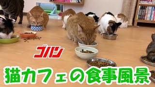 猫式の日常～猫たちのごはん風景～ #猫 #保護猫 #保護猫カフェ #ごはん #食事風景