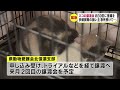 高齢の飼い主が急死…多頭飼育のネコが残される　約30匹の里親探し緊急譲渡会