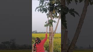 পেঁপে পারতে হবে(প্রিয় একটি কাজ )😯😯... #notunporichiti #farming #agriculture #shortvideo #viralvideo