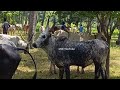 மறை அழகன் கூமப்பட்டி மலை மாடு shorts short jallikattu india instagram youtube reels usk