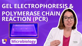 Gel Electrophoresis & Polymerase Chain Reaction (PCR): Microbio Genetics Pre-Nursing | @LevelUpRN