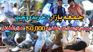 کفتر دوچپ را در جمعه بازار خریدم- زحمت پنج سال سی کفتر 150,000 افغانی | Most unique pigeons in Bazar